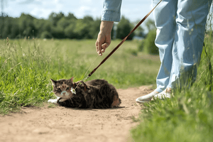 Adventures Begin With Every Walk