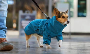 Everyday Fashion For Pets