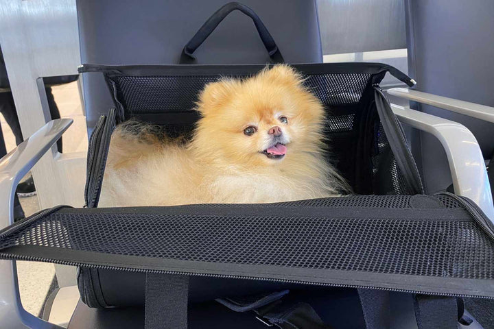 Travel Comfort For Furry Friends